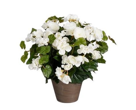 Begonia white in Pot 