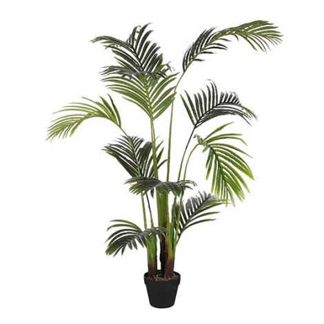 Areca Palm in Pot Green