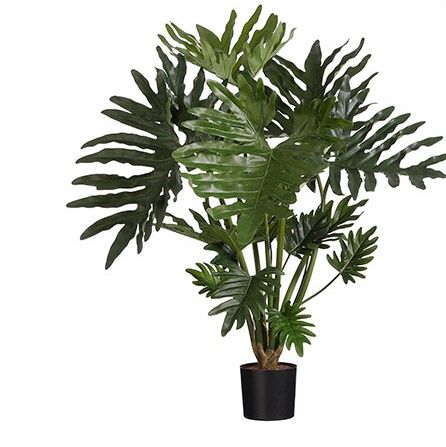 Philodendron selloum in pot green