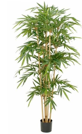 BAMBOO PLANT IN POT GREEN-EDEL-992185 SUNCOAST