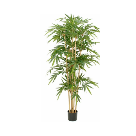 Bamboo Plant In Pot-Green