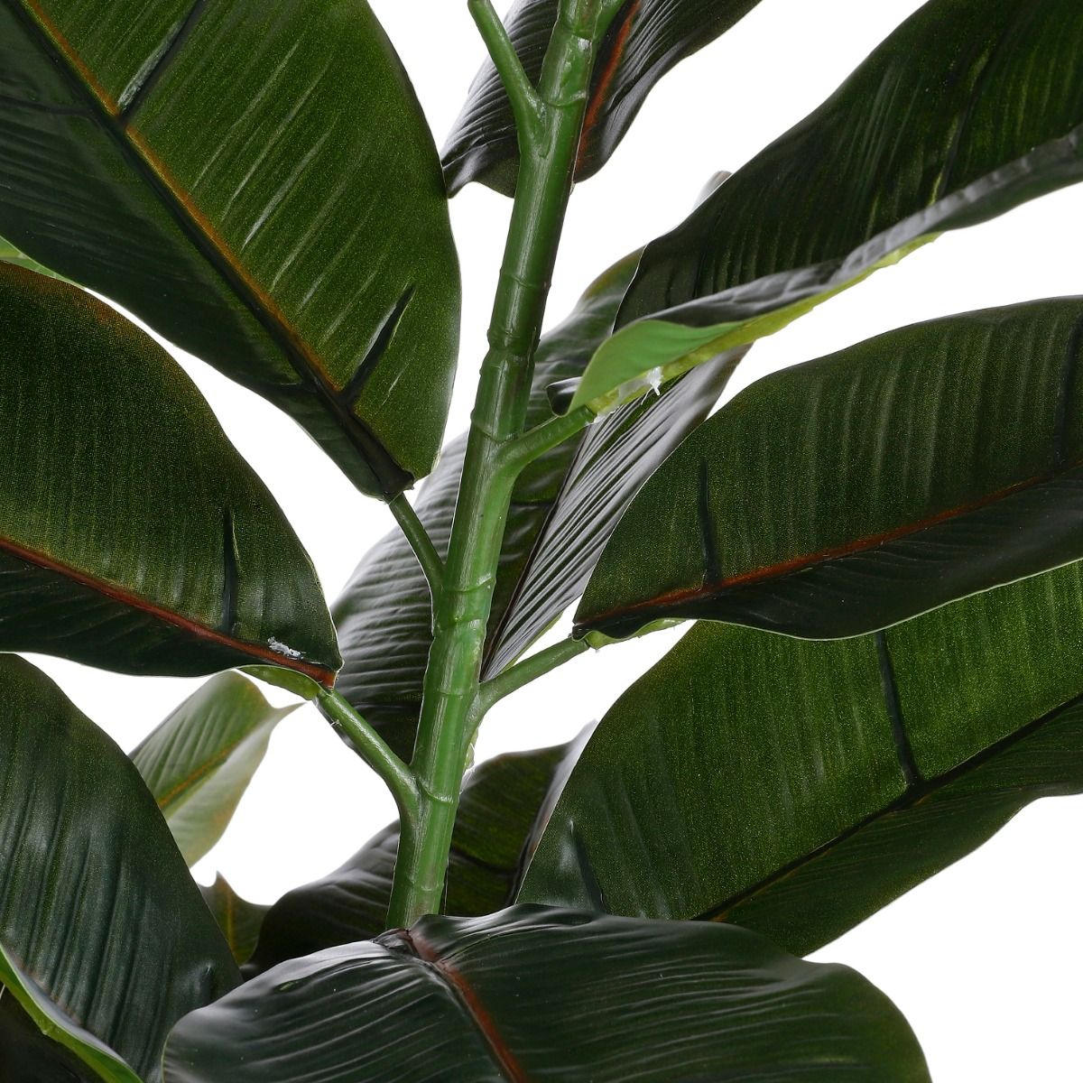 Rubber Plant In Pot - Green