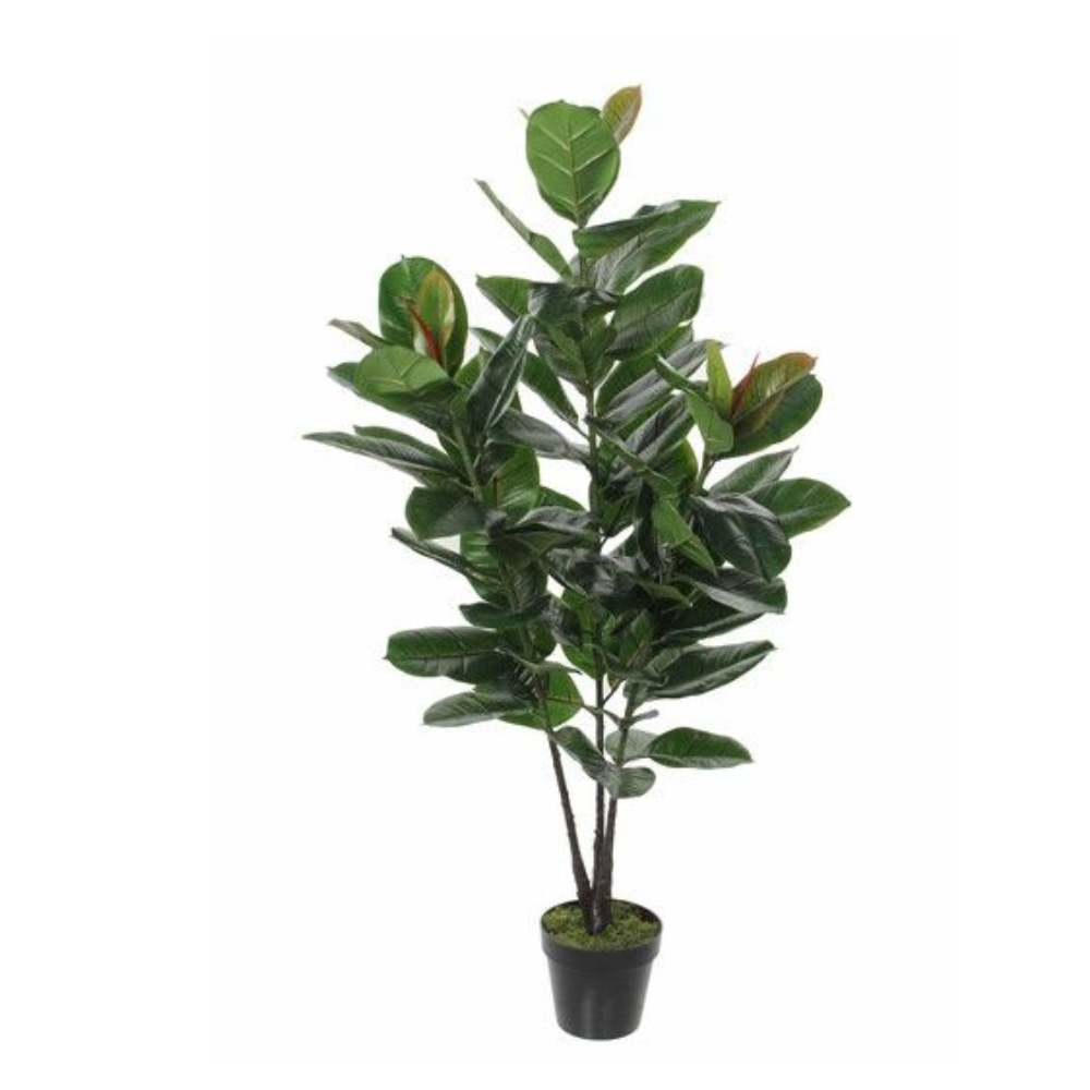 Rubber Plant In Pot - Green