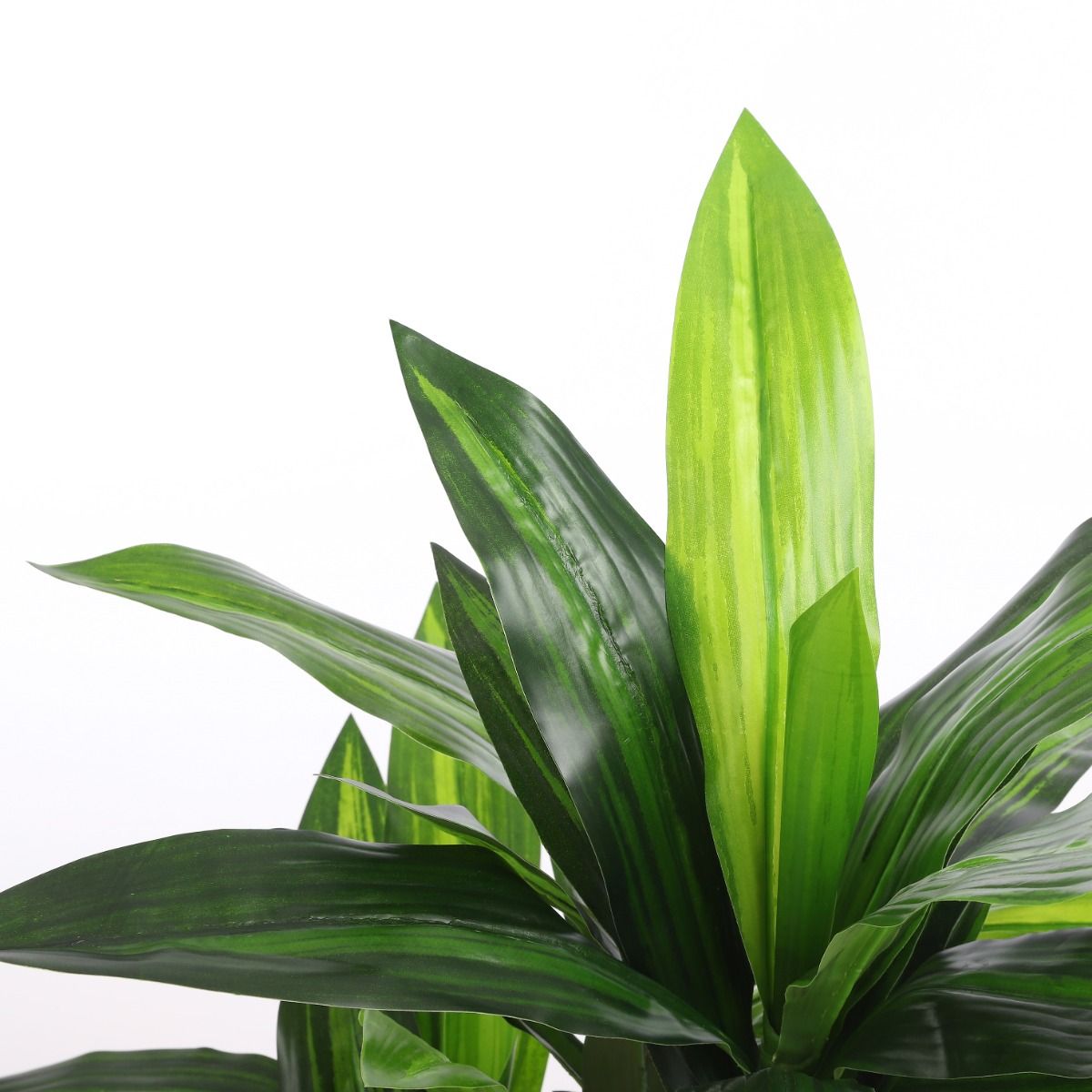 Darcaena In Pot - Green 
