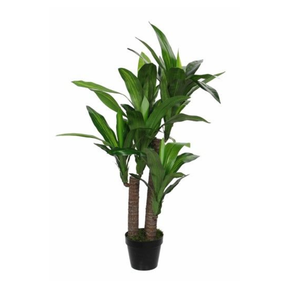 Darcaena In Pot - Green 
