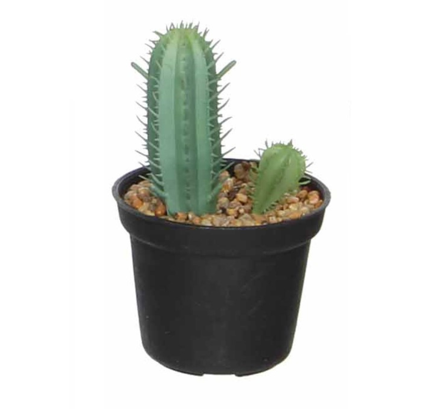 Succulent In Pot - Green
