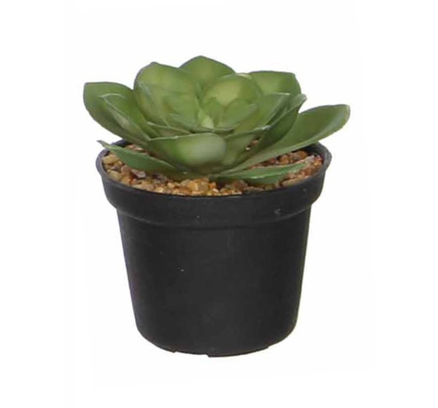 Succulent In Pot - Green