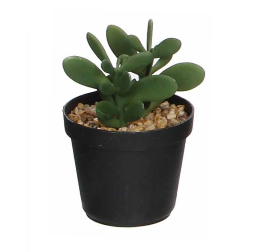 Succulent In Pot-Green