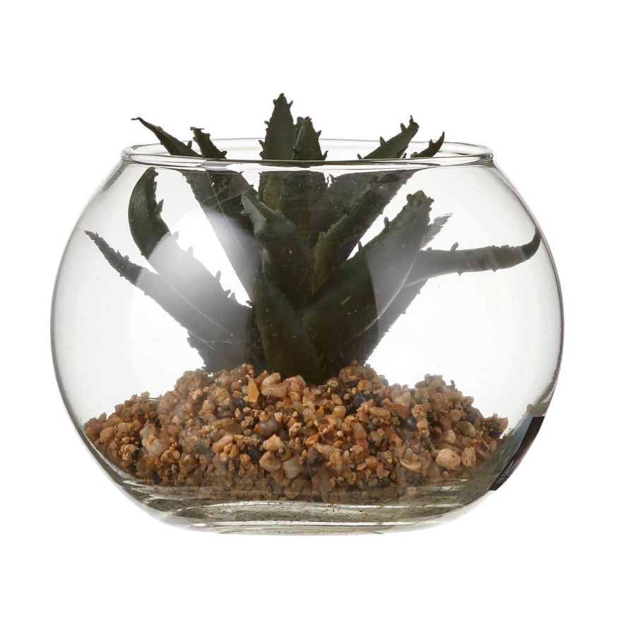 Succulent In Glass - Green