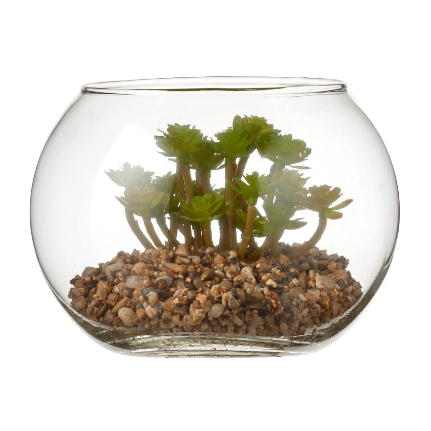 Succulent In Glass - Green
