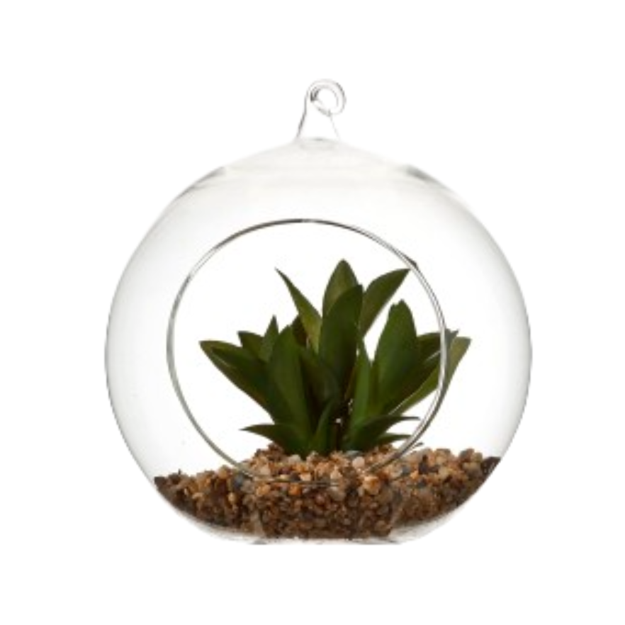 Succulent In Glass - Green