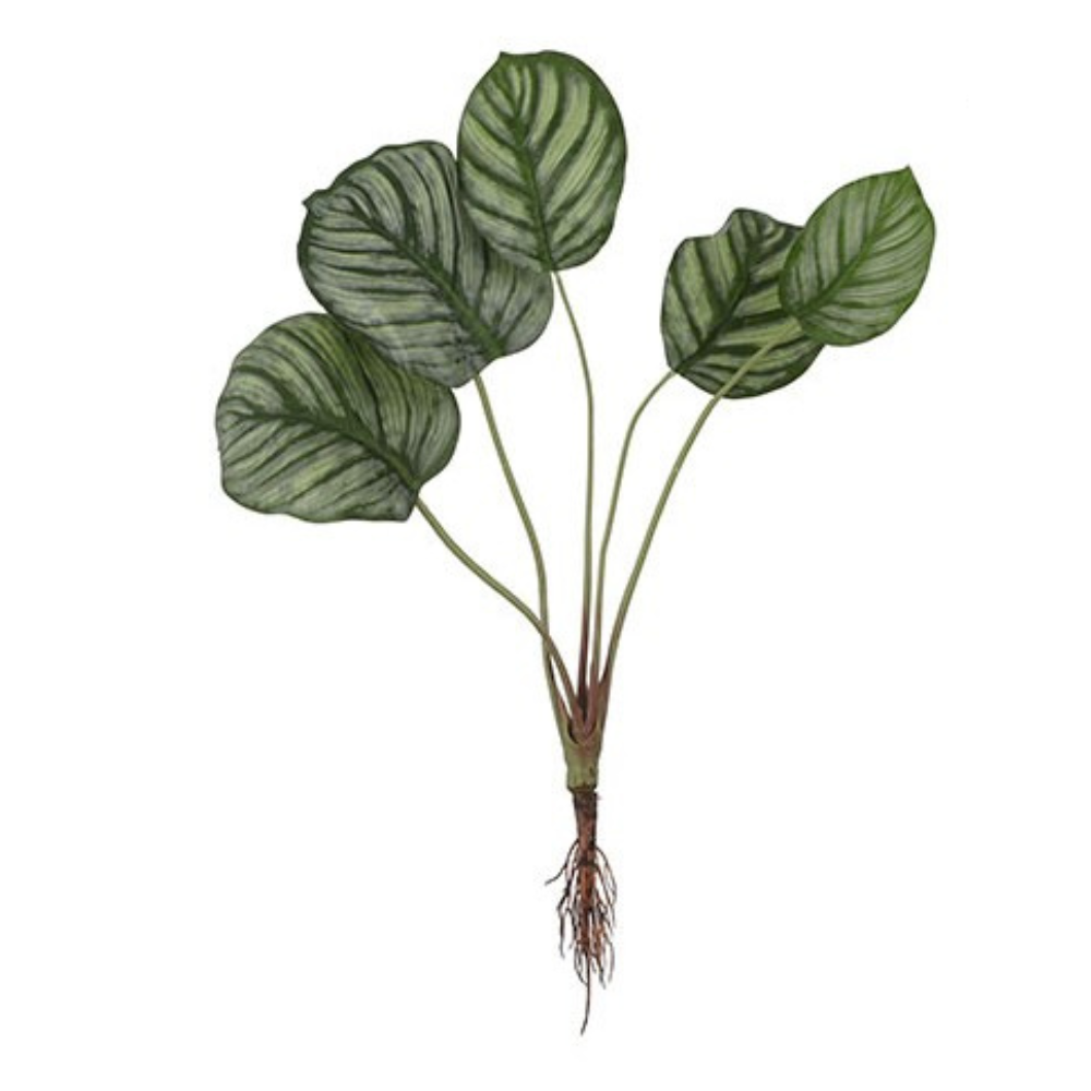Calathea Plant With Roots - Green