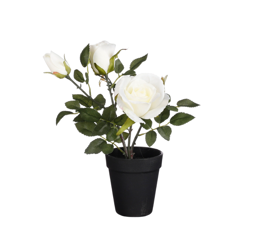 Artificial Rose In Pot - Cream/White 