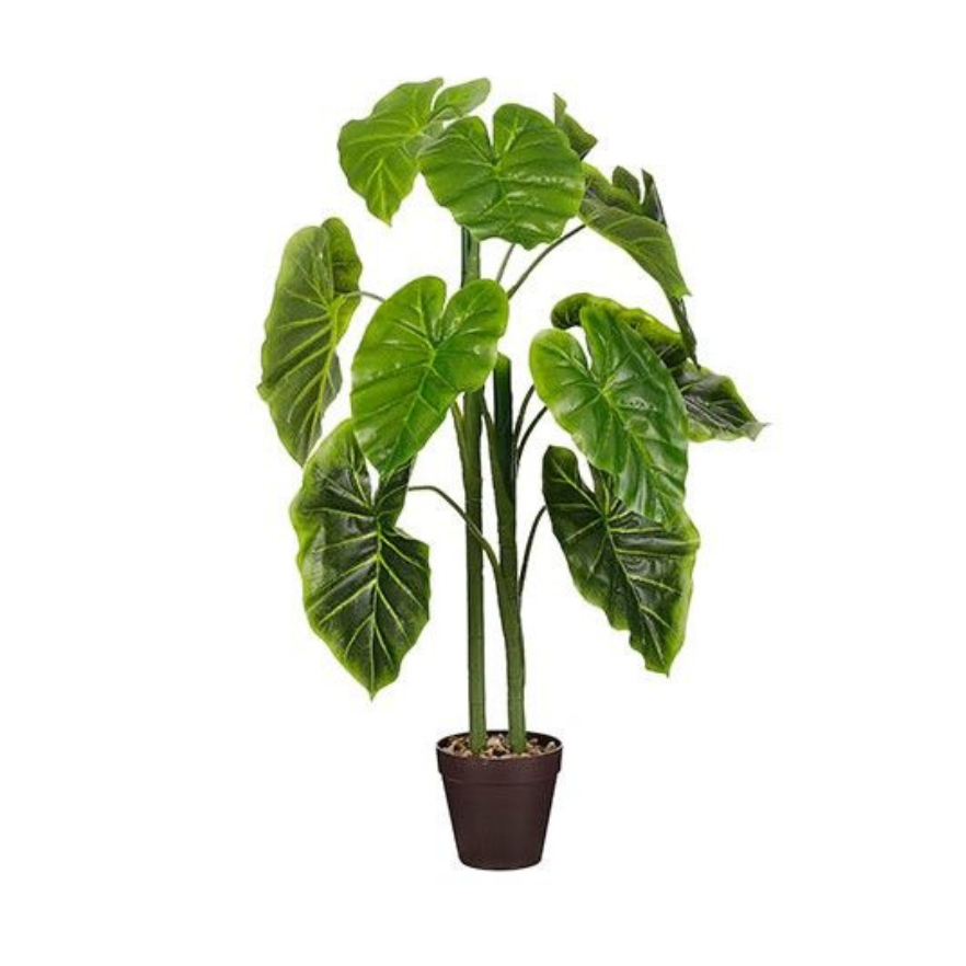 Alocasia In Pot-Green