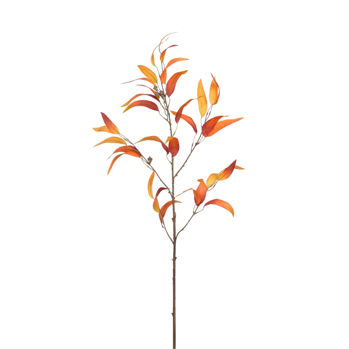 Eucalyptus - Orange