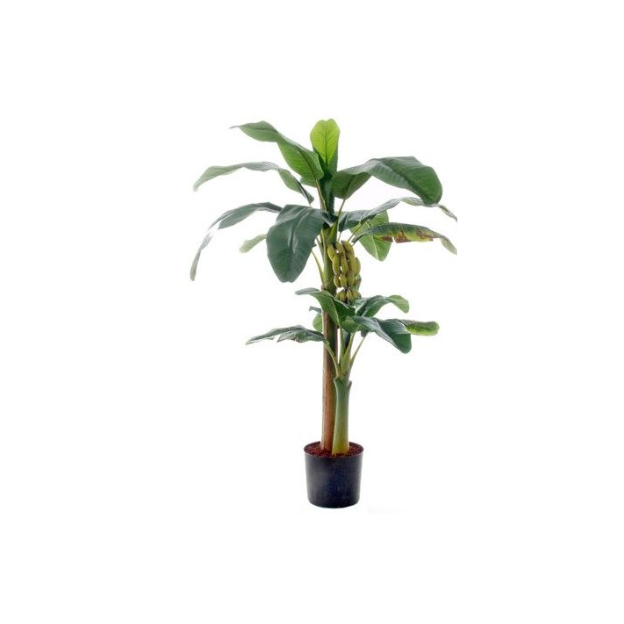 Banana Tree in pot-Green 