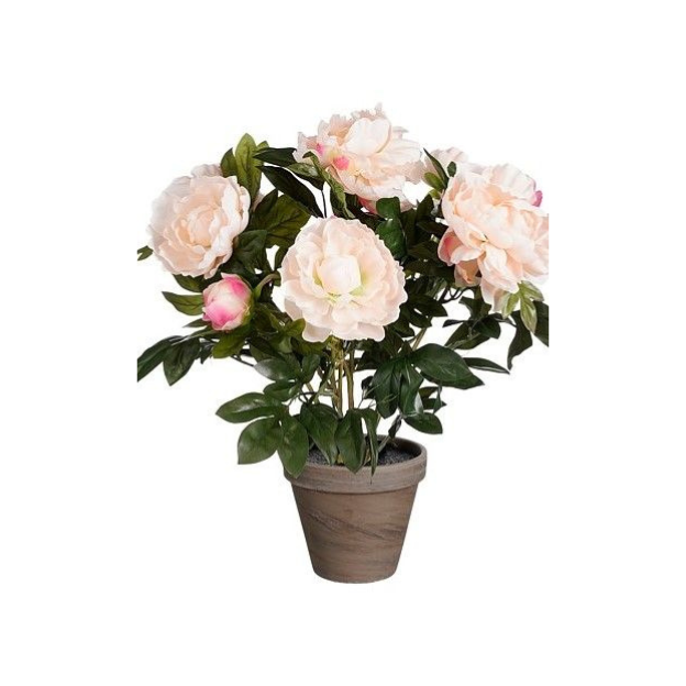 Peony Salmon in pot-Grey