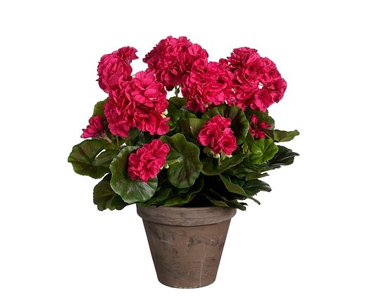 Geranium Dark-Pink in Pot 