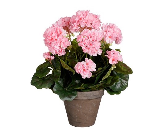 Geranium Pink In Pot 