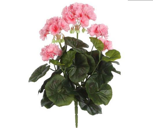 Geranium In Pot-Pink