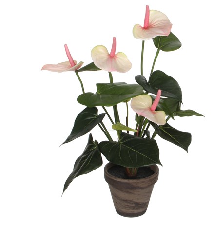 Anthurium In Pot-Pink