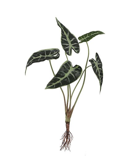 Artificial Alocasia with Roots - Green