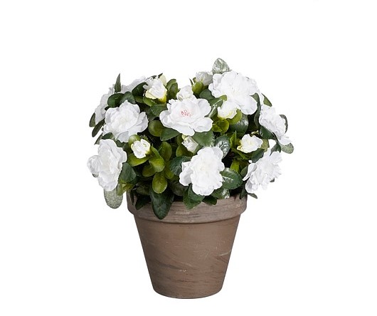 Azalea white in pot 