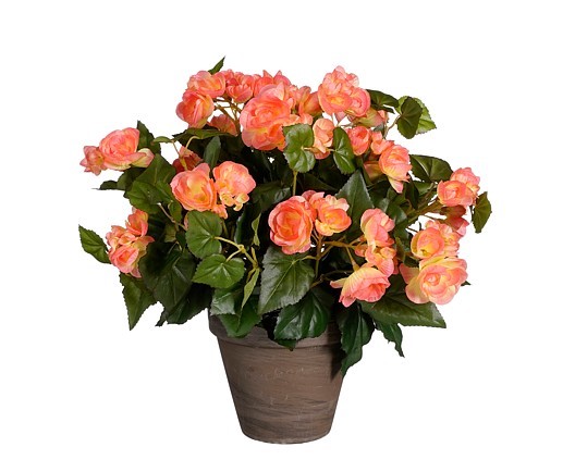 Azalea Flower Plant In Pot- Orange