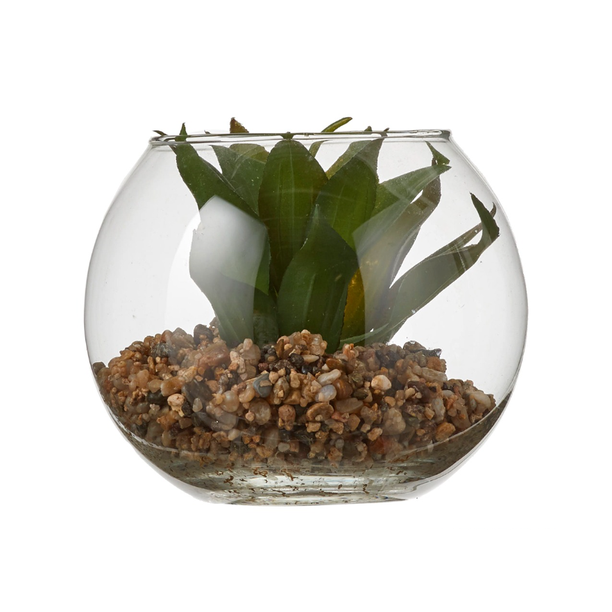 Succulent In Glass - Green